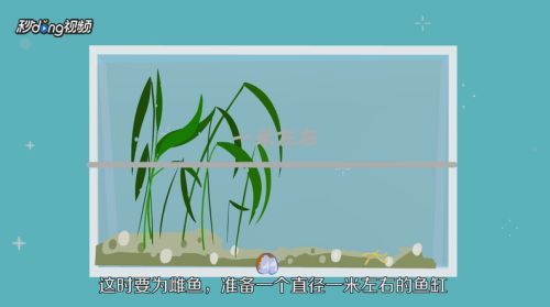 藍底過背金龍魚繁殖成功率提升方法，如何提高藍底過背金龍魚的繁殖成功率
