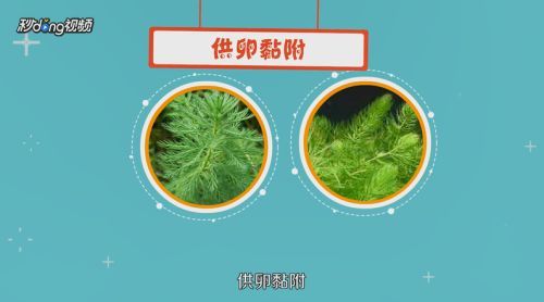 藍底過背金龍魚繁殖成功率提升方法，如何提高藍底過背金龍魚的繁殖成功率