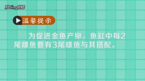 藍底過背金龍魚繁殖成功率提升方法，如何提高藍底過背金龍魚的繁殖成功率