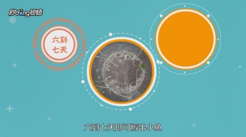 藍底過背金龍魚繁殖成功率提升方法，如何提高藍底過背金龍魚的繁殖成功率