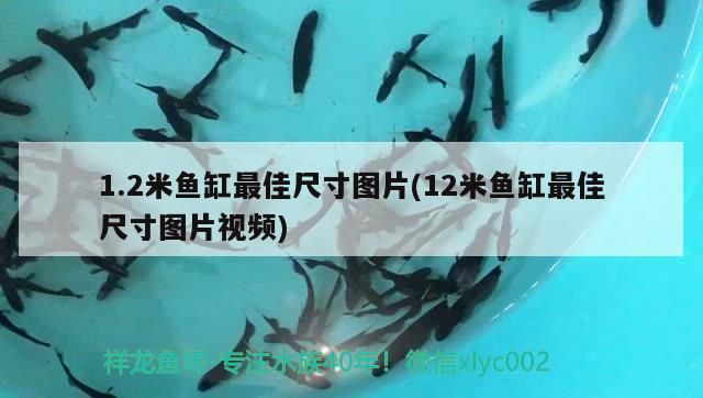 1.2米魚缸最佳尺寸圖片(12米魚缸最佳尺寸圖片視頻)（1.2米魚缸最佳尺寸圖片）