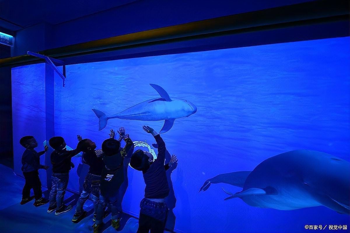 該水族館有哪些特色展區？（上海海洋水族館游玩攻略）