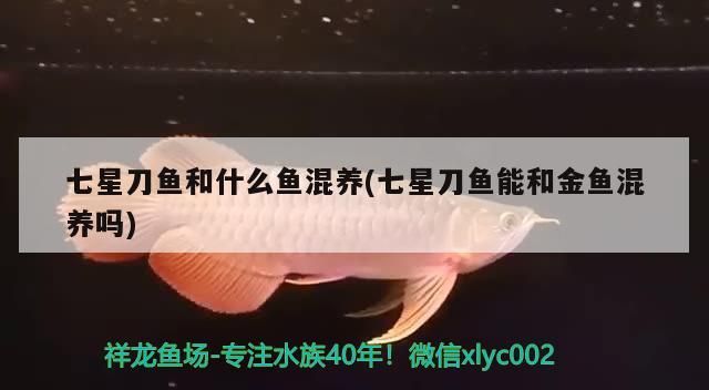 七星刀魚和什么魚混養(七星刀魚能和金魚混養嗎)（七星刀魚和什么魚混養）