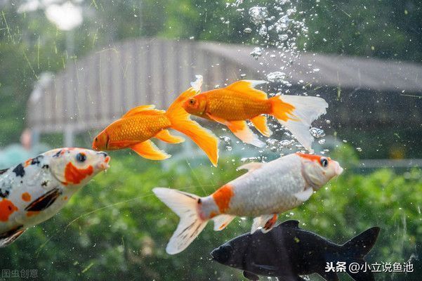 金龍魚怎么做最好吃【金龍魚怎么做好吃】（金龍魚在金湯里的具體做法）