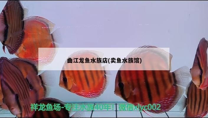 黃岡龍魚水族店：紅安縣森海水族店黃岡龍魚水族館地址查詢指南