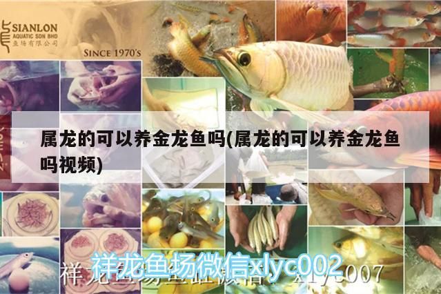 屬龍的可以養金龍魚嗎(屬龍的可以養金龍魚嗎視頻)（屬龍的人可以養金龍魚嗎，屬龍的可以養金龍魚嗎）