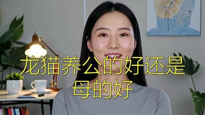 龍貓發(fā)情時(shí)有哪些注意事項(xiàng)（養(yǎng)龍貓的注意事項(xiàng)）