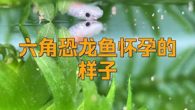恐龍魚有哪些獨特的繁殖方式（六角恐龍魚的繁殖方式）