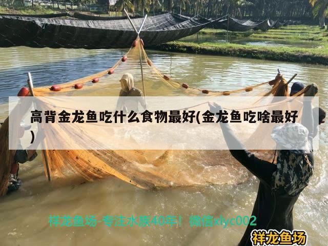 高背金龍魚吃什么食物最好(金龍魚吃啥最好)（高背金龍魚吃什么最好）