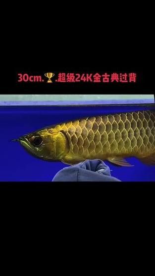 給我一些古典金龍魚成長(zhǎng)過(guò)程的圖片（古典金龍魚的成長(zhǎng)過(guò)程）