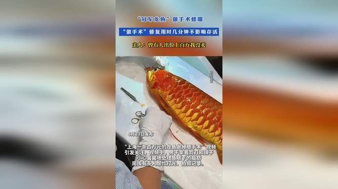 龍魚(yú)鰓蓋破損手術(shù)風(fēng)險(xiǎn)大嗎？（魚(yú)鰓蓋破損手術(shù)的風(fēng)險(xiǎn)分析） 龍魚(yú)鰓蓋破損手術(shù)風(fēng)險(xiǎn)大嗎？（魚(yú)鰓蓋破損手術(shù)的風(fēng)險(xiǎn)分析） 龍魚(yú)百科 第5張