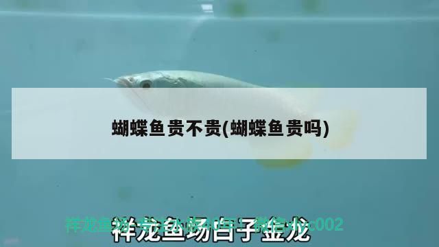蝴蝶魚貴不貴(蝴蝶魚貴嗎)（十大世界上最貴的魚）