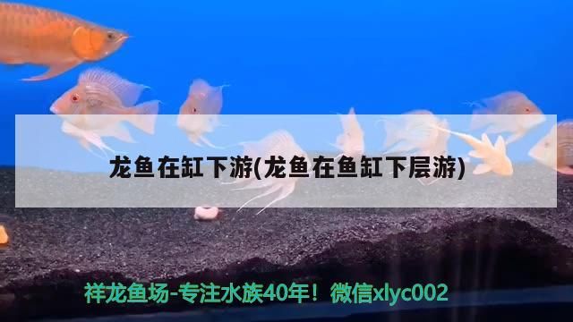 龍魚在缸下游(龍魚在魚缸下層游)（龍魚為什么喜歡在缸下游） 龍魚在缸下游(龍魚在魚缸下層游)（龍魚為什么喜歡在缸下游） 觀賞魚百科