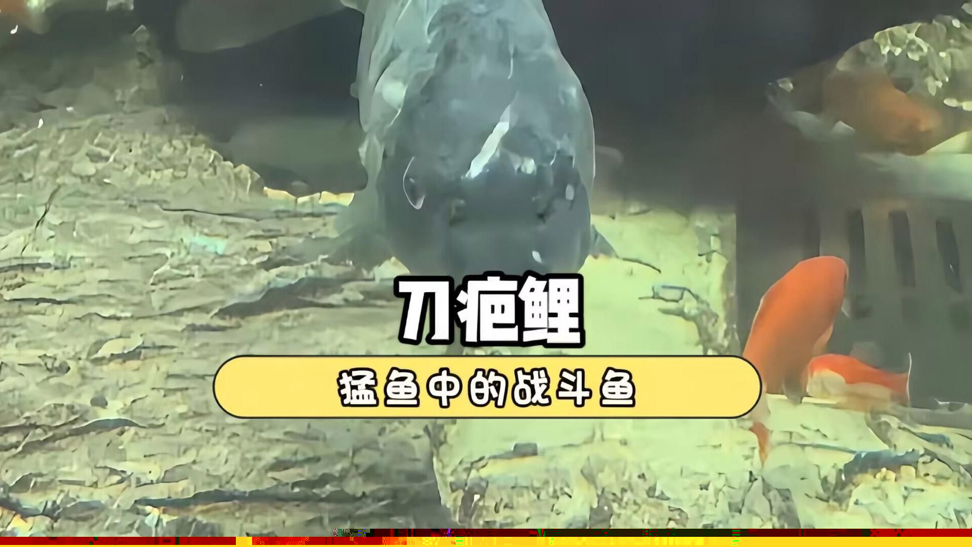 混養缸需要多大的容積（關于混養缸容積選擇的一些建議）