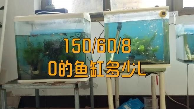 混養缸需要多大的容積（關于混養缸容積選擇的一些建議）