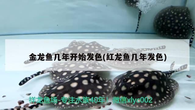 金龍魚幾年開始發色(紅龍魚幾年發色)（金龍魚幾年開始發色）