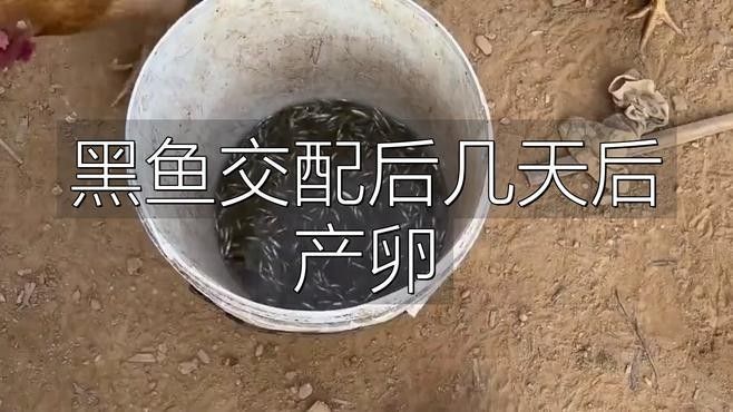 深海黑龍魚如何繁殖？（為什么科學獵奇黑魚的繁殖過程，神奇!）