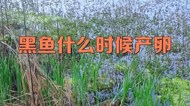 深海黑龍魚如何繁殖？（為什么科學獵奇黑魚的繁殖過程，神奇!）