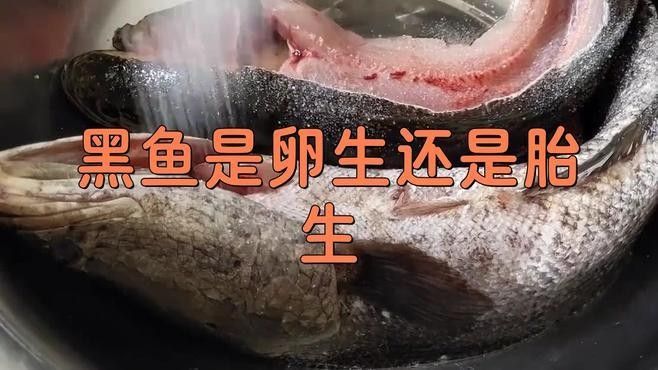 深海黑龍魚如何繁殖？（為什么科學獵奇黑魚的繁殖過程，神奇!）