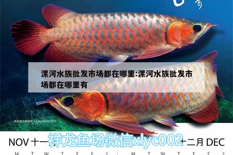 <strong><mark>漯河</mark></strong>水族批發市場都在哪里:<strong><mark>漯河</mark></strong>水族批發市場都在哪里有（<strong><mark>漯河</mark></strong>水族批發市場）