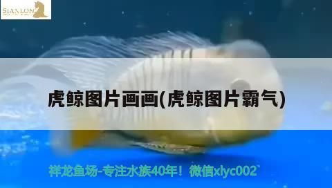 虎鯨圖片畫畫(虎鯨圖片霸氣)（世界上最大的動物——虎鯨）