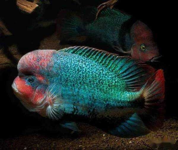 和尚魚和龍魚混養有哪些成功案例（和尚魚和龍魚混養的注意事項）