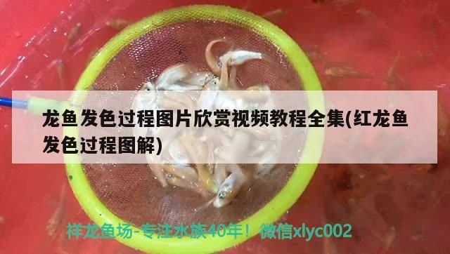 錦鯉鱗片再生能力強嗎，如何促進錦鯉的鱗片再生