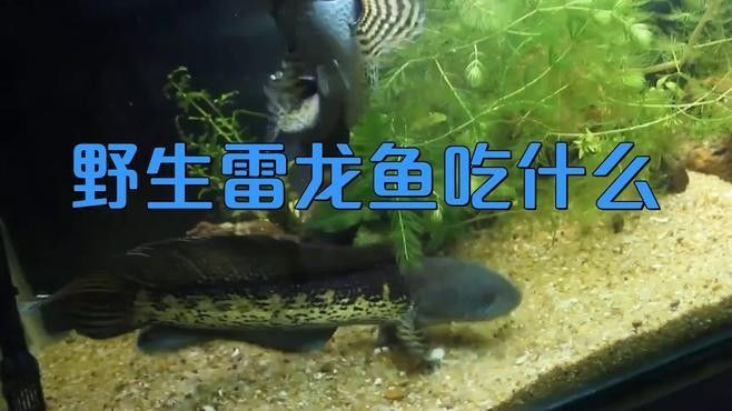 如何飼養(yǎng)野生雷龍魚(yú)？（野生雷龍魚(yú)怎么養(yǎng)）