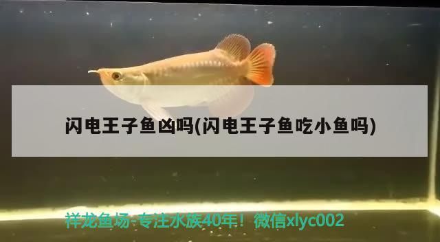 閃電王子魚兇嗎(閃電王子魚吃小魚嗎)（閃電王子魚兇嗎）