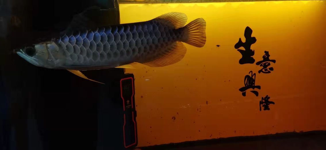 昆明魚缸清洗服務電話號碼是多少（昆明魚缸清洗服務電話號碼是多少啊）（昆明魚缸清洗服務熱線）