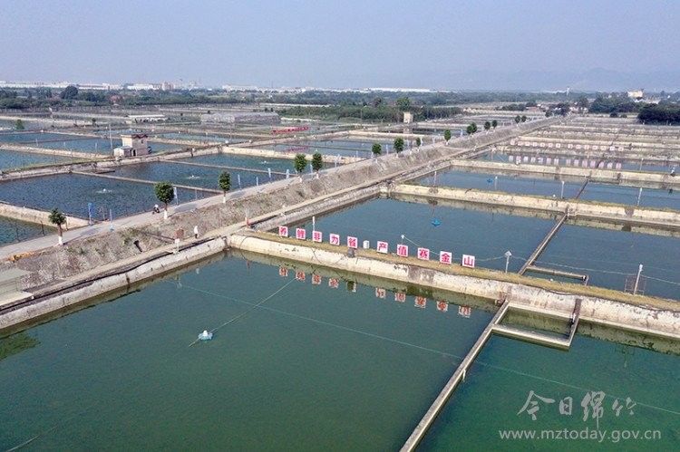 玉泉哪個水族館龍魚好？祥龍魚場龍魚（廣州祥龍魚場祥龍魚場）