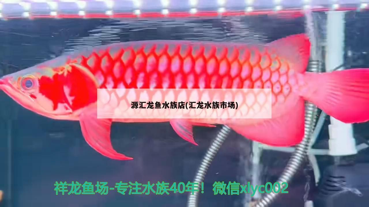 源匯龍魚(yú)水族店(匯龍水族市場(chǎng))（源匯龍魚(yú)水族店和匯龍水族市場(chǎng)）