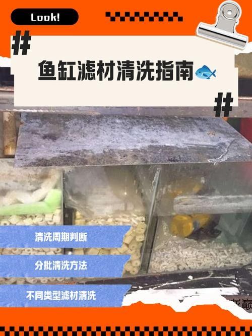 金龍魚濾材多久換一次？（金龍魚濾材多久換一次）
