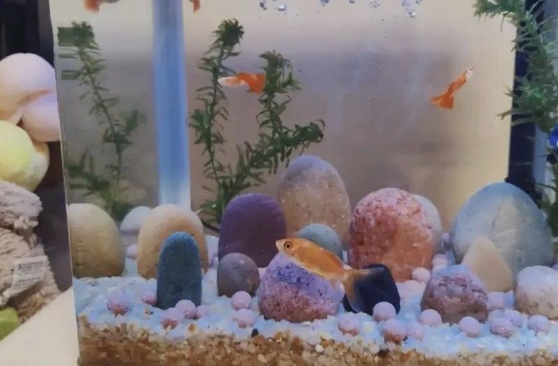金龍魚濾材多久換一次？（金龍魚濾材多久換一次）