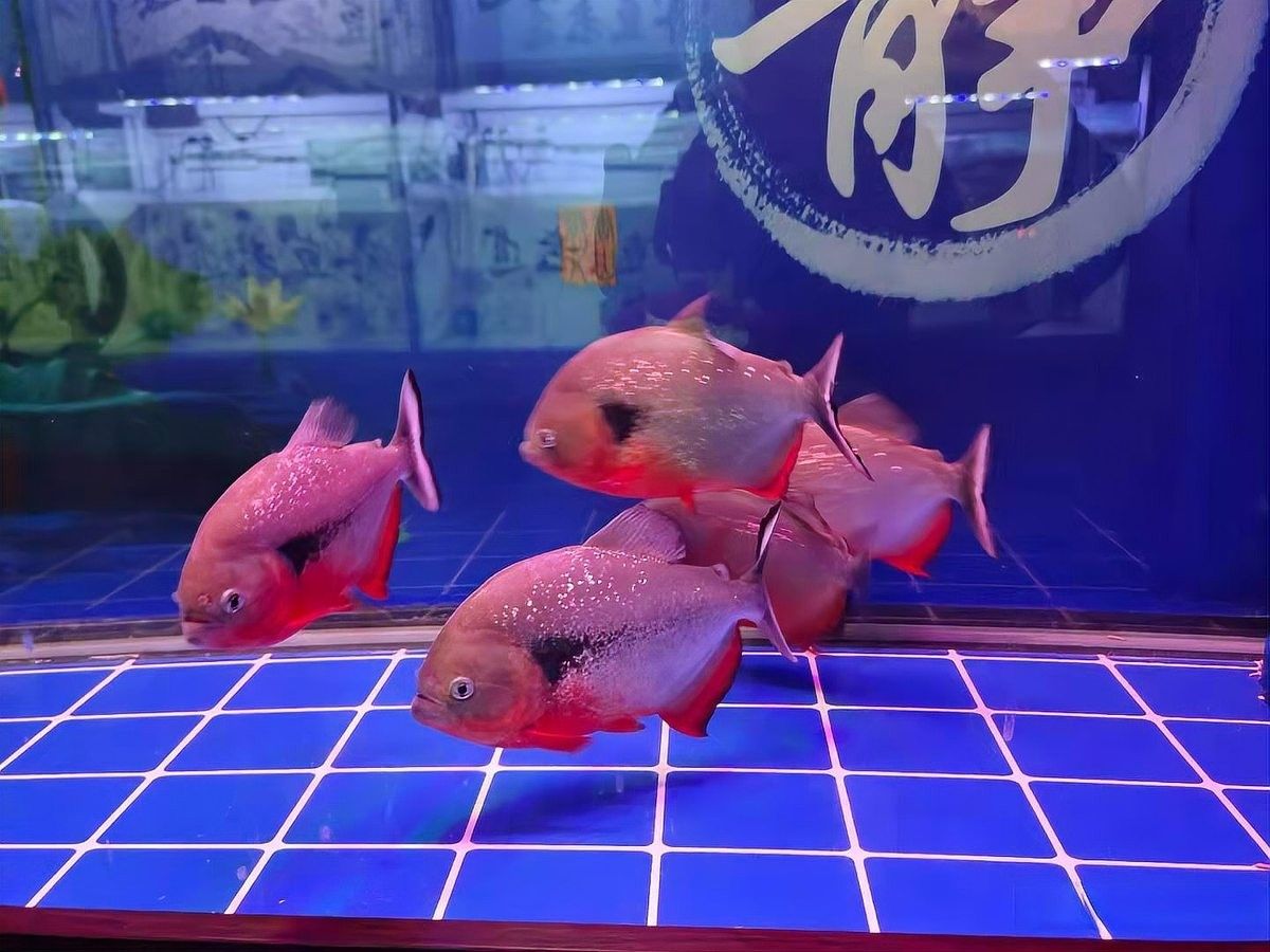 金龍魚濾材多久換一次？（金龍魚濾材多久換一次）