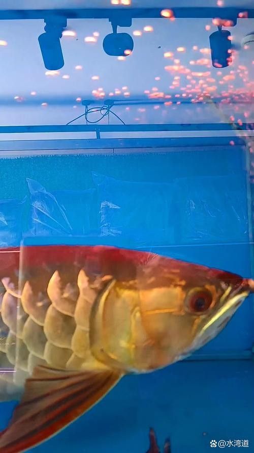 藍色龍魚需要什么樣的水質？（彩虹青年熱帶魚藍龍怎么養快樂生活龍魚養殖注意事項）
