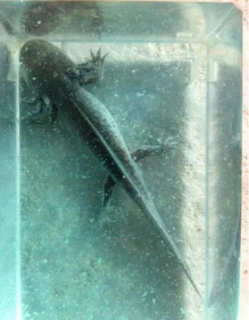 如何判斷水龍魚是否新鮮（怎樣判斷水龍魚是否新鮮？）
