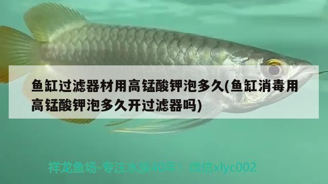 金龍魚上市價格多少(金龍魚上市時間)（金龍魚上市價格多少）