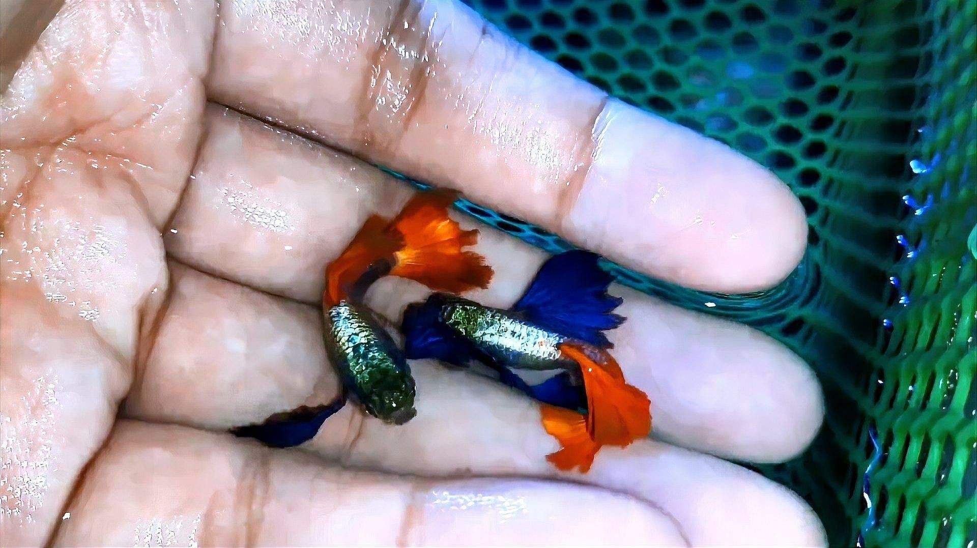 孔雀魚需要多少度的水溫？（養孔雀魚多少度水溫合適）