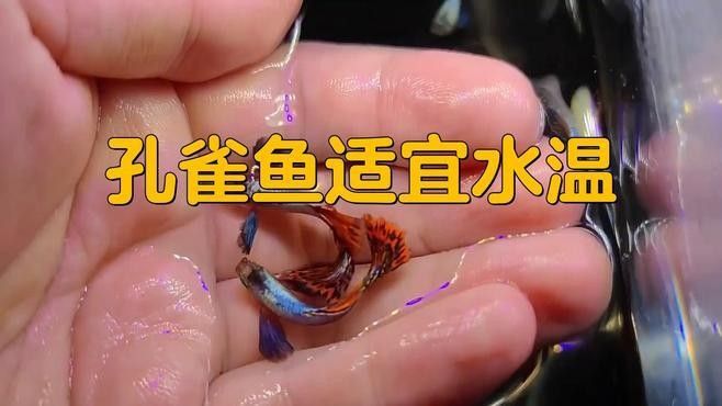 孔雀魚需要多少度的水溫？（養孔雀魚多少度水溫合適）