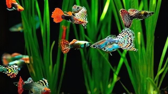 孔雀魚需要多少度的水溫？（養孔雀魚多少度水溫合適）