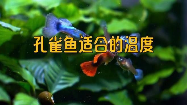 孔雀魚需要多少度的水溫？（養孔雀魚多少度水溫合適）