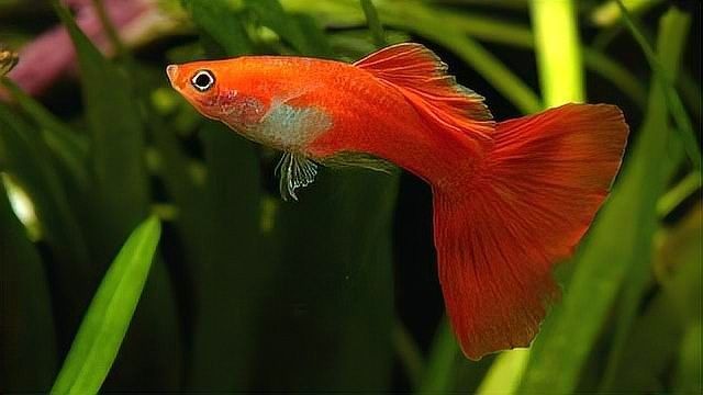 孔雀魚需要多少度的水溫？（養孔雀魚多少度水溫合適）