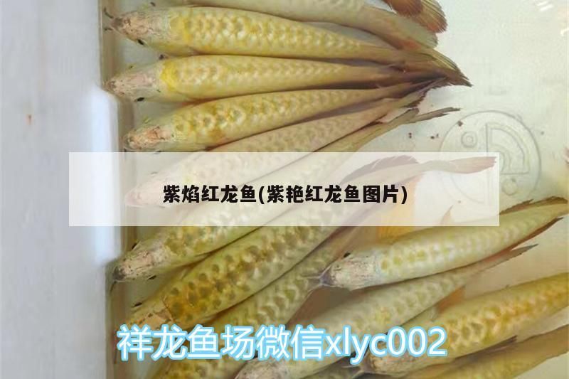 紫焰紅龍魚(紫艷紅龍魚圖片)（紫焰紅龍魚圖片、紫焰紅龍魚圖片、紫焰紅龍魚圖片、紫焰紅龍魚）