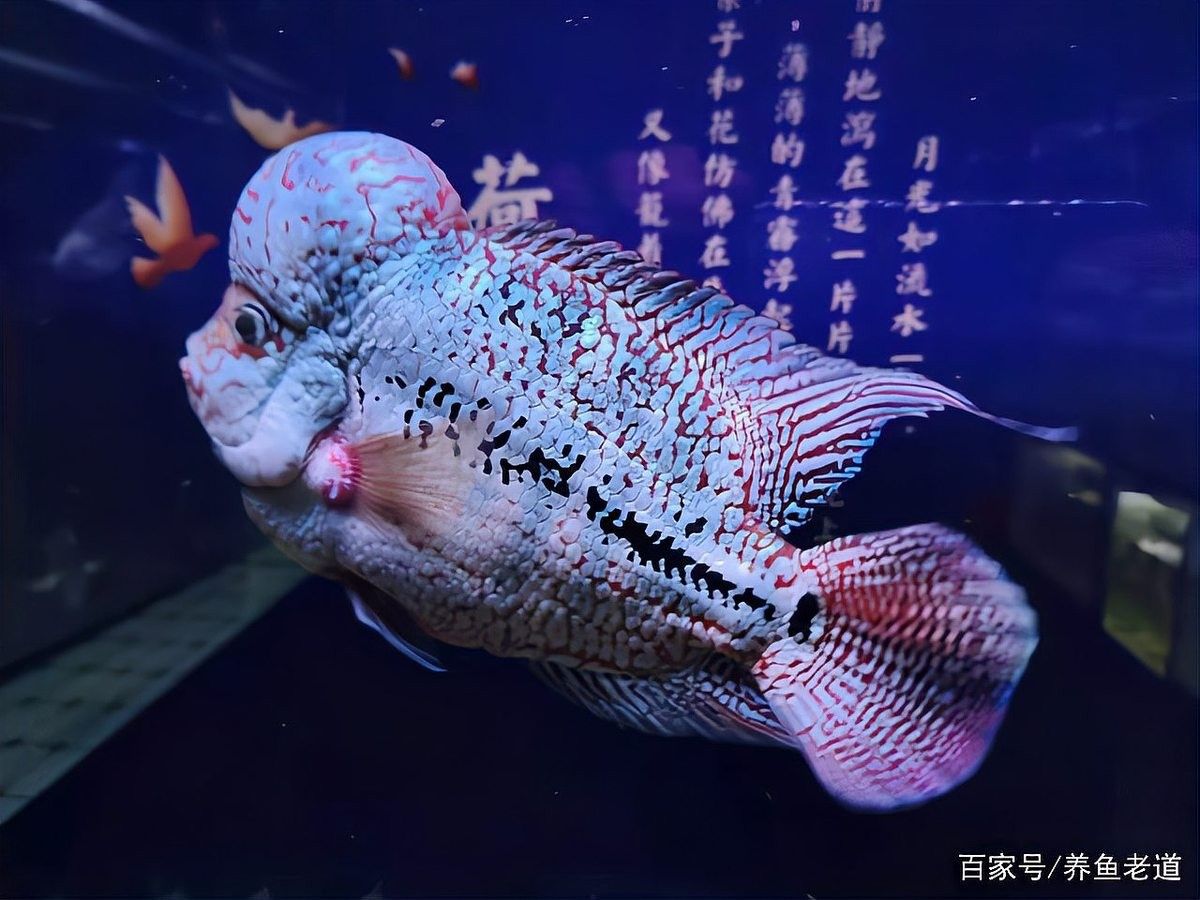 蒙眼病多久會傳染給其他魚（養魚老道，千萬別把觀賞魚的蒙眼病不當一回事，有些是水霉前兆）