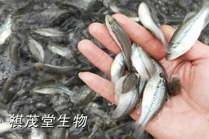 蒙眼病多久會傳染給其他魚（養魚老道，千萬別把觀賞魚的蒙眼病不當一回事，有些是水霉前兆）