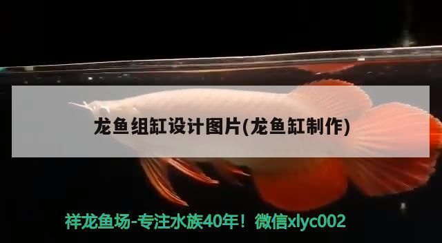 龍魚(yú)組缸設(shè)計(jì)圖片(龍魚(yú)缸制作)（如何讓龍魚(yú)增加金質(zhì)）
