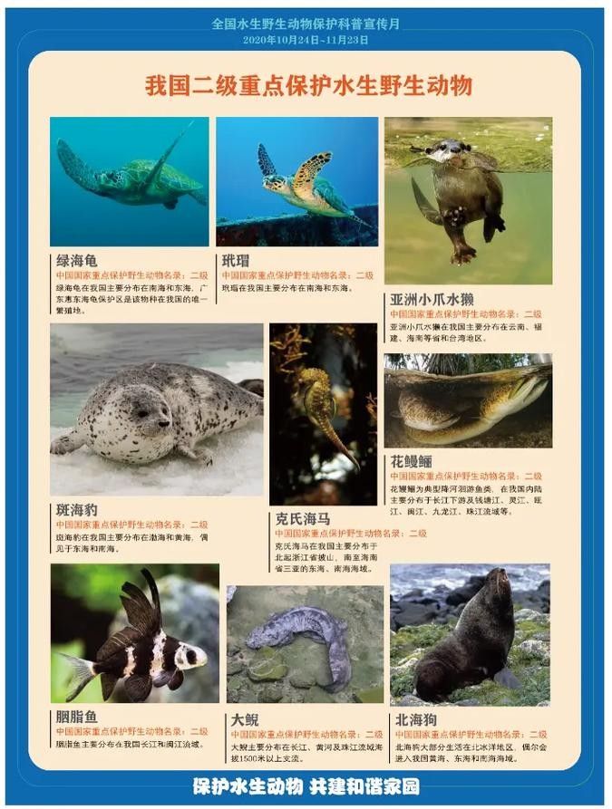 有哪些保護標識牌包含過山龍魚圖片？（保護標識牌中包含過山龍魚圖片的具體案例）