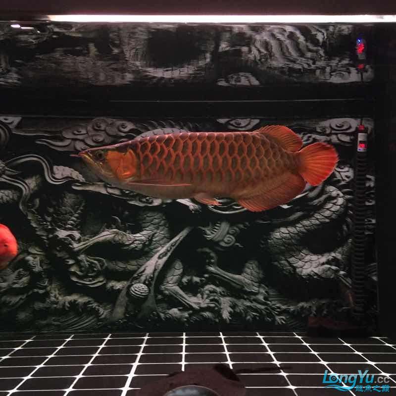 夜晚賞魚發現他格外的美（夜晚賞魚）