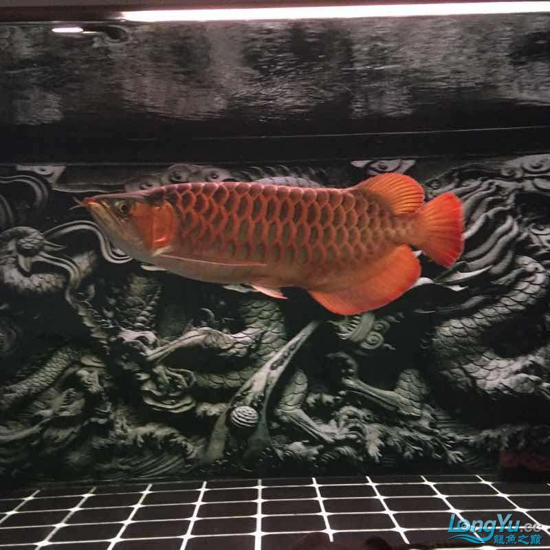 夜晚賞魚發現他格外的美（夜晚賞魚）